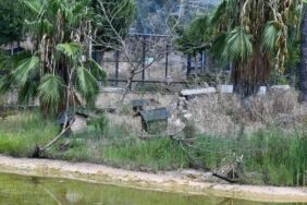 Göç yolundaki Adana yeniden Kuş Cennetine kavuşmak istiyor
