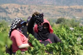 Hatay'da üzüm üreticisinin hasat mesaisi başladı