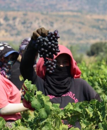 Hatay'da üzüm üreticisinin hasat mesaisi başladı