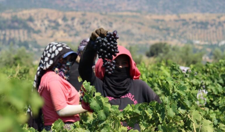 Hatay’da üzüm üreticisinin hasat mesaisi başladı