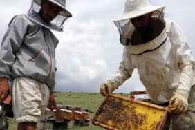 İklim krizi Yozgat'taki arıcılığı vurdu
