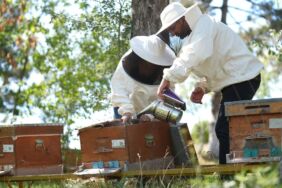 İklimsel değişimler ve gal arısı, kestane balında verimi düşürdü