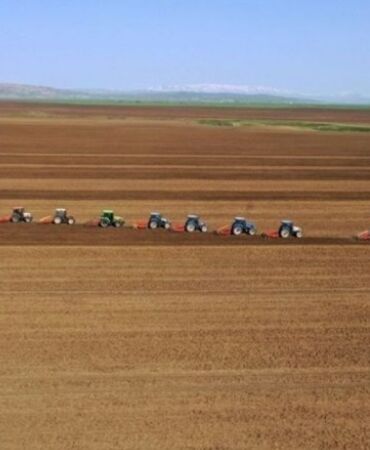 İlk yerli şeker pancarı tohumlarının hasadı başladı