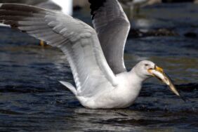 İnci kefali 15 bin kişiye geçim kaynağı oluyor