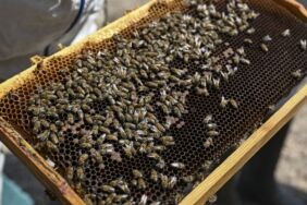 İstanbul'da arıcılar hasada başladı