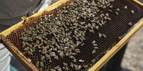 İstanbul’da arıcılar hasada başladı