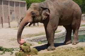 İzmir Doğal Yaşam Parkı'ndaki fil Winnerın 22'nci yaşı kutlandı