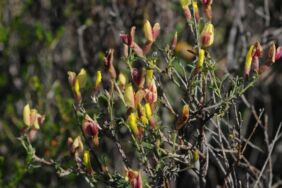İzmir'deki yangınlar endemik bitkileri tahrip etti