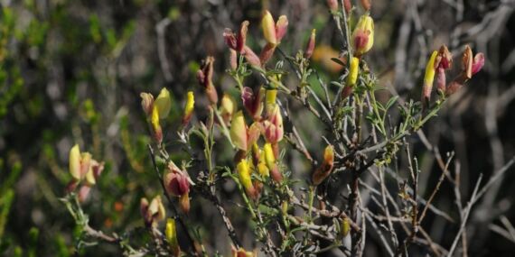 İzmir’deki yangınlar endemik bitkileri tahrip etti