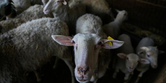 300 bin yetiştirici için küçükbaş hayvancılıkta yeni destek paketi