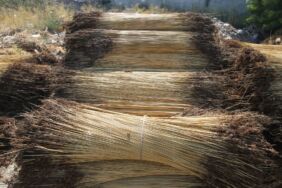 Kahramanmaraş'ta mevsimlik işçiler çiğ mesaisinde