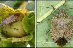 Kahverengi Kokarca Böceği