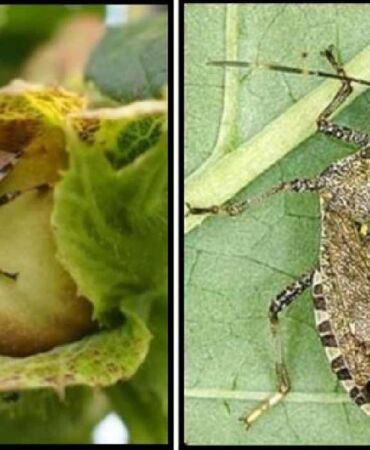 Kahverengi Kokarca Böceği