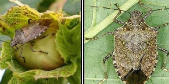 Kahverengi kokarca böceği nedir, insana ve bitkilere zarar verir mi? Kahverengi kokarca böceğiyle ilgili bilgiler!