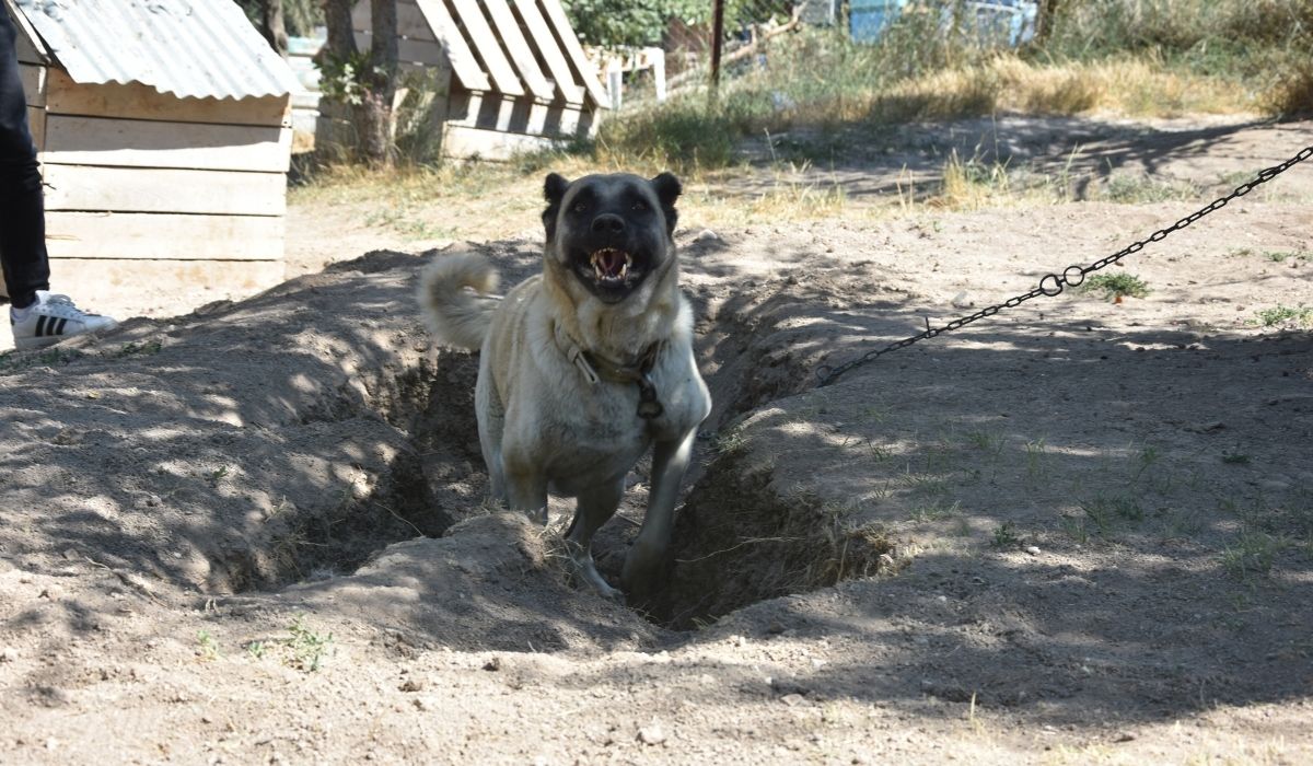 Kangallar serinlemek için ‘çukur’ kazıyor!