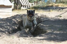 Kangallar serinlemek için ‘çukur’ kazıyor!