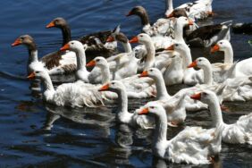 Kars'ta kazlar yaz sıcaklarında serin suyla buluşturuluyor