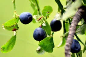 Kars'ta yağışların ardından yaban mersini bereketi yaşanıyor