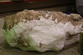 Kayseri'de 8 milyon yıllık 'dev' kafatası bulundu! 'İlk kez böyle bütün halde bulduk