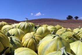 Kendine has lezzeti bulunan 'on dilim kavunu'