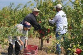 Kilosu 120 TL'den satılıyor... Silifke'de hasadı başladı