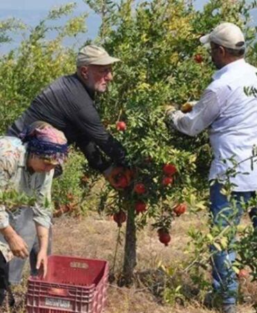 Kilosu 120 TL'den satılıyor... Silifke'de hasadı başladı