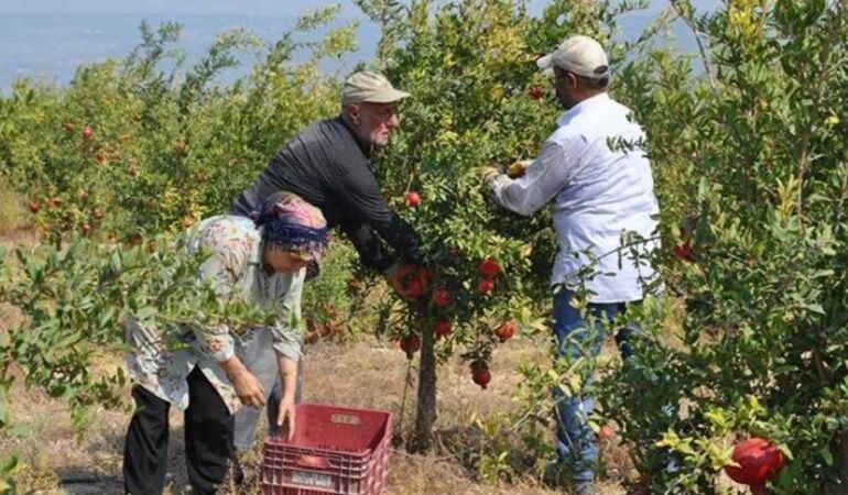 Kilosu 120 TL'den satılıyor... Silifke'de hasadı başladı