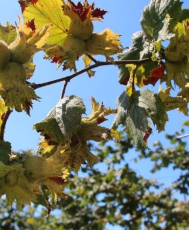 Kocaeli'de mevsimlik tarım işçilerinin fındık mesaisi başladı