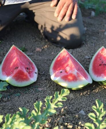 Kocaeli'nin Kandıra ilçesinde yetiştirilen coğrafi işaret tescilli Kandıra karpuzunda hasat mesaisi başladı.