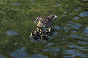 Kuğulu Park'ta 8 ördek yavrusu suyla buluştu