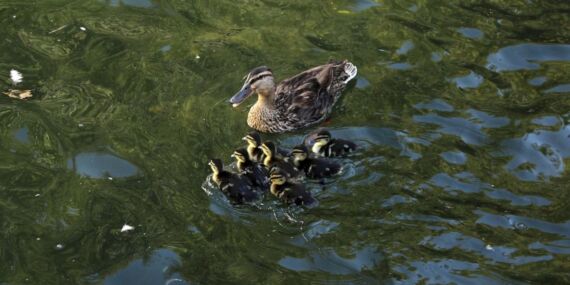 Kuğulu Park’ta 8 ördek yavrusu suyla buluştu