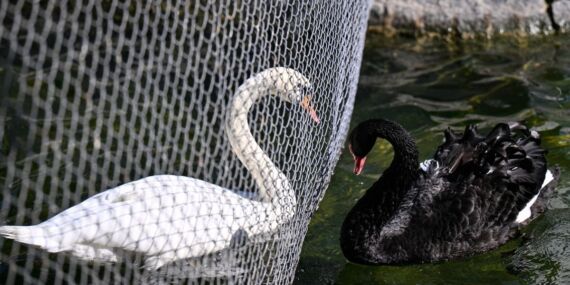 Kuğulu Park’ta kavga eden kuğular tel örgüyle ayrıldı