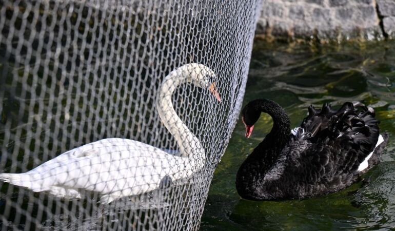 Kuğulu Park’ta kavga eden kuğular tel örgüyle ayrıldı