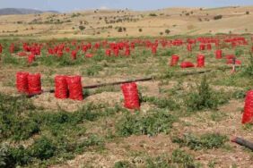 Kümbet Ova'da hasat başladı_ Tarlada 4, pazarda 12 lira