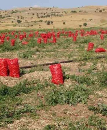 Kümbet Ova'da hasat başladı_ Tarlada 4, pazarda 12 lira