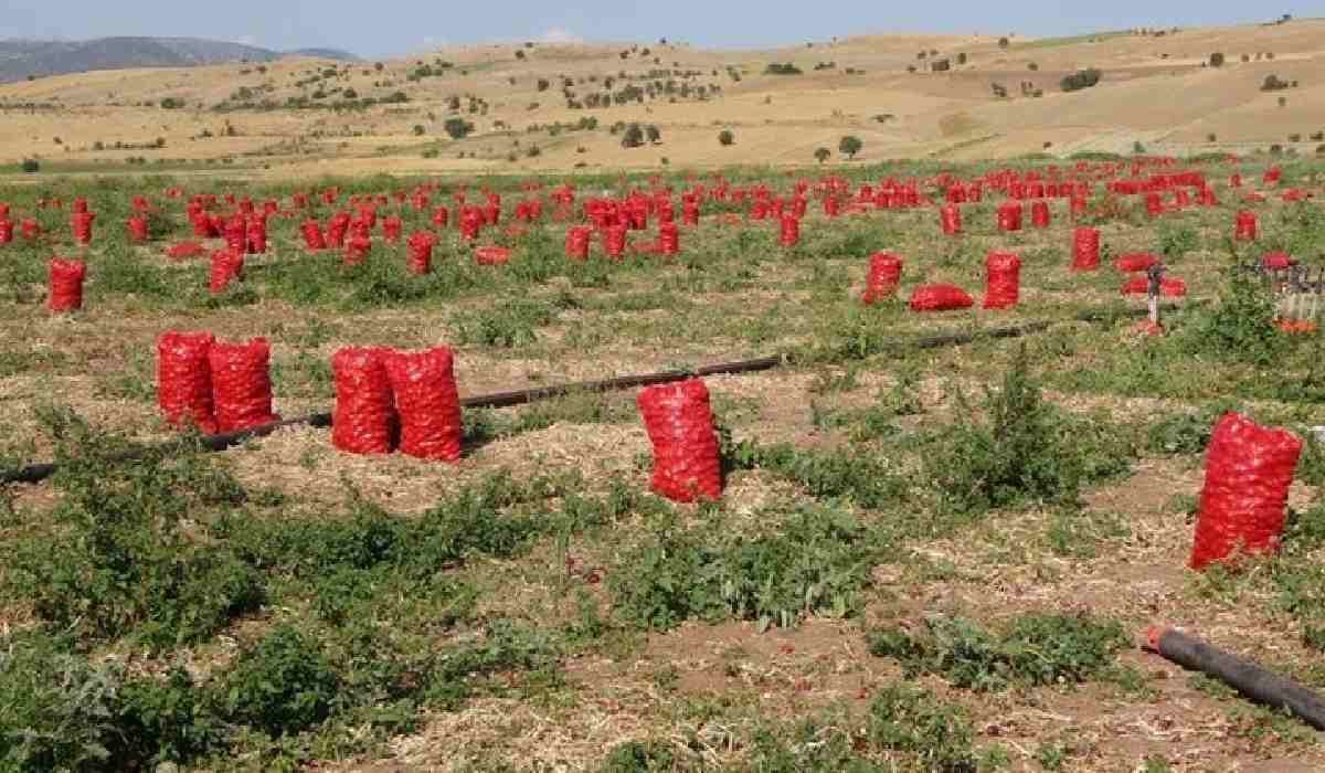 Kümbet Ova'da hasat başladı_ Tarlada 4, pazarda 12 lira