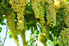 Kurutmalık Sultaniye üzümler ovalara serilmeye başladı 103 ülkeye gönderiliyor