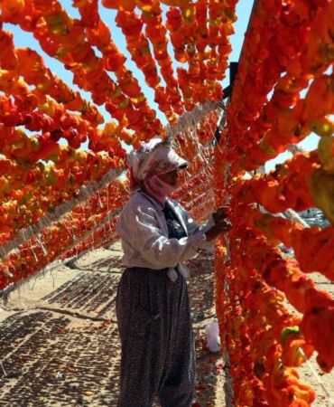 Kurutmalık sezonunda Gaziantep'in yükseklerinde renk cümbüşü