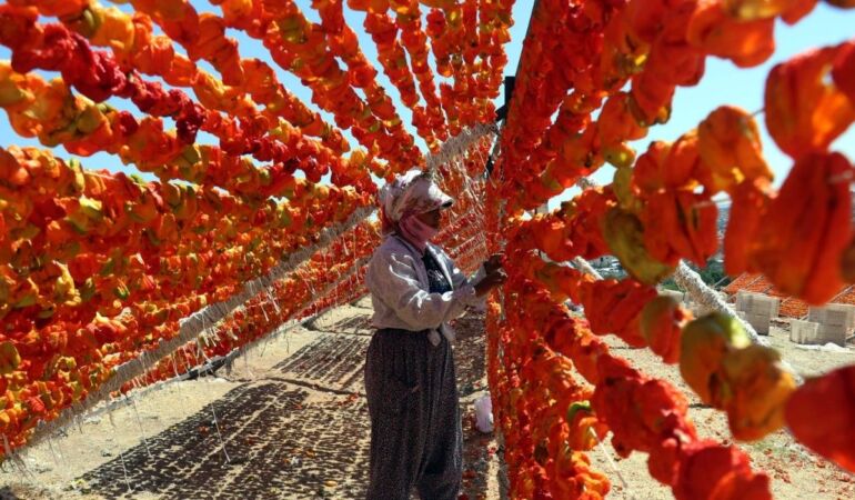 Kurutmalık sezonunda Gaziantep’in yükseklerinde renk cümbüşü