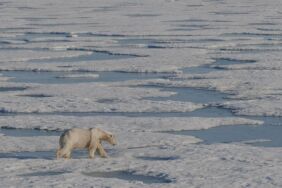 Kuzey Kutbu'nun benzersiz ekosistemi Arktik Okyanusu