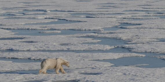 Kuzey Kutbu’nun benzersiz ekosistemi: Arktik Okyanusu