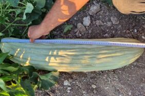 Manisa'da 83 santimetre uzunluğunda acur yetiştirildi