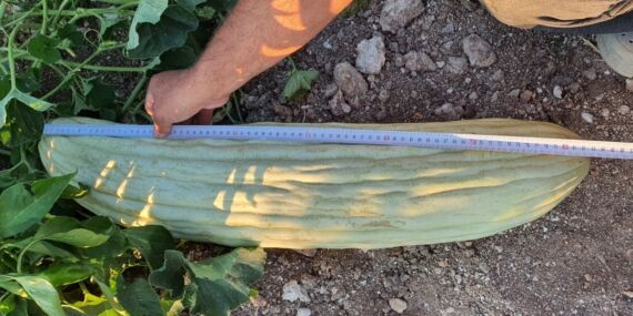 Manisa’da 83 santimetre uzunluğunda acur yetiştirildi