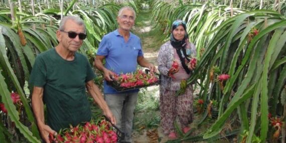 Mersin’de ilk hasat yapıldı: 40 ton rekolte bekleniyor