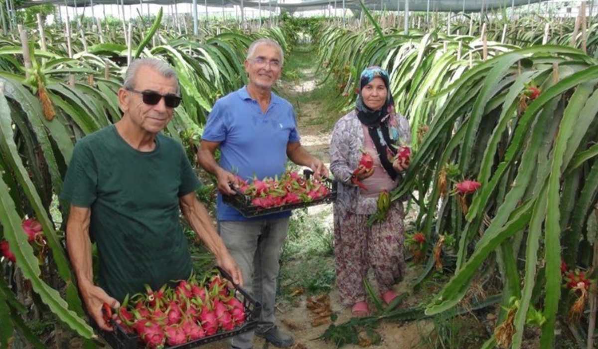 Mersin'de ilk hasat yapıldı 40 ton rekolte bekleniyor