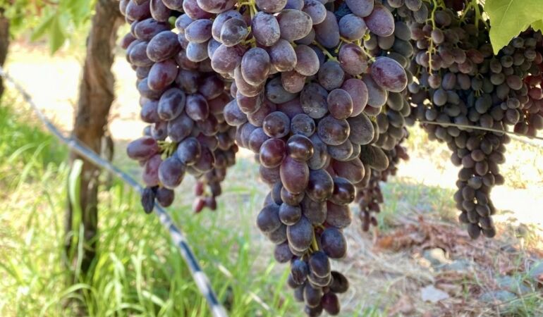 Milli üzüm çeşidi ‘Borsakarası’ artık bağlarda boy gösterecek
