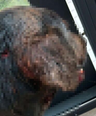 Muğla'da sokak köpeğine silahlı saldırı! Başından vurdular