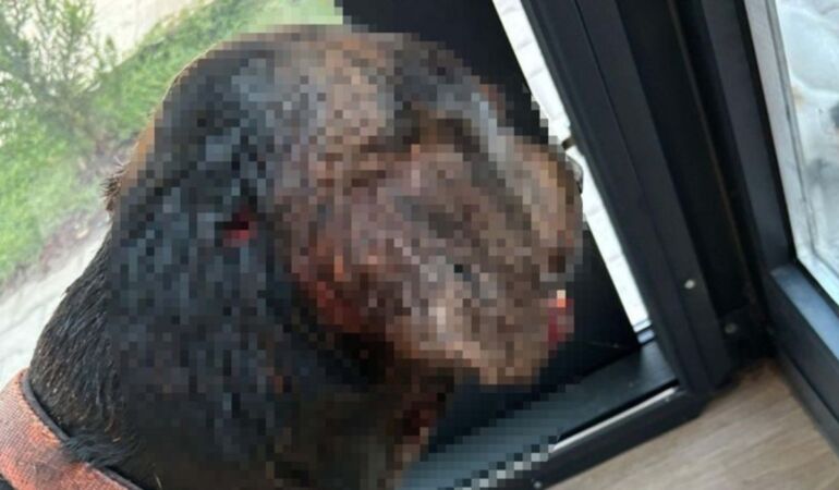 Muğla'da sokak köpeğine silahlı saldırı! Başından vurdular