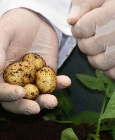 Niğde'de günlük 300 ton patates ihracata gidiyor