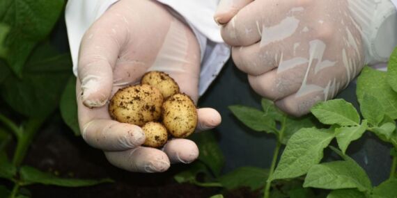 Niğde’de günlük 300 ton patates ihracata gidiyor